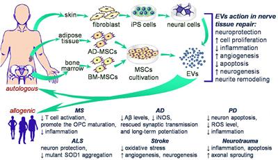 Therapeutic Potential of Extracellular Vesicles for the Treatment of Nerve Disorders